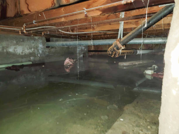 Best Water damage restoration near me  in Thonotosassa, FL