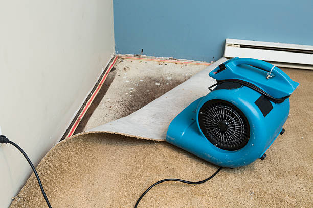 Best Flood damage cleanup  in Thonotosassa, FL